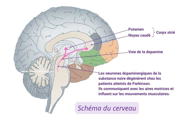 Prévention Parkinson naturopathie. Schéma du cerveau.