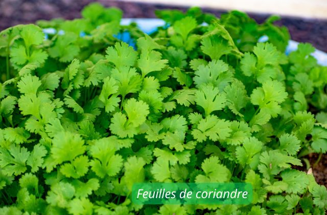 Prévention Parkinson naturopathie. Feuilles de coriandre.
