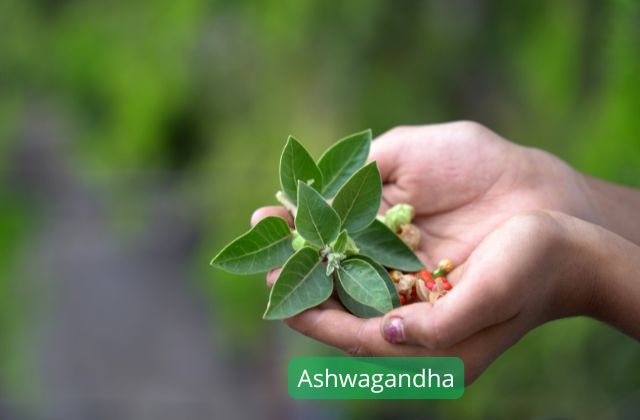 Ashwagandha plantes adaptogènes