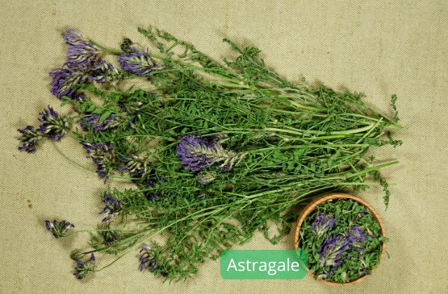 Astragale plantes adaptogènes