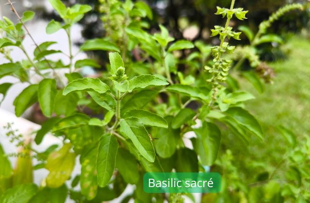 Basilic sacré plantes adaptogènes