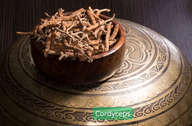 Cordyceps plantes adaptogènes