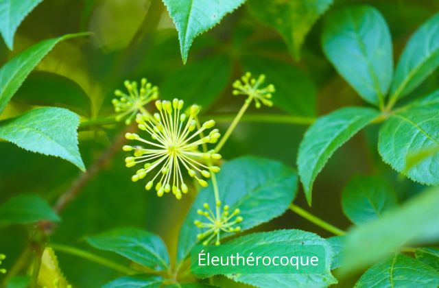 Éleuthérocoque plantes adaptogènes