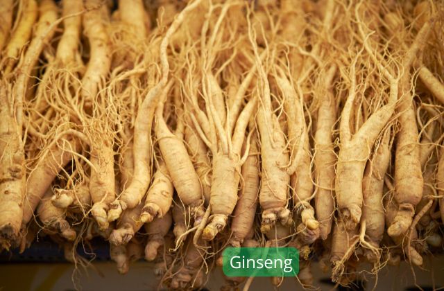 Ginseng plantes adaptogènes