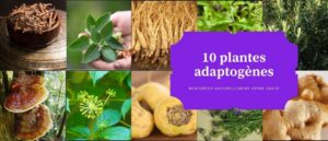plantes adaptogènes