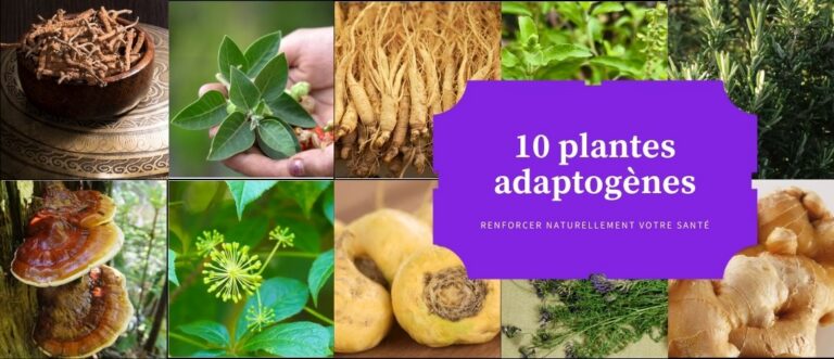 Lire la suite à propos de l’article 10 plantes adaptogènes pour renforcer naturellement votre santé