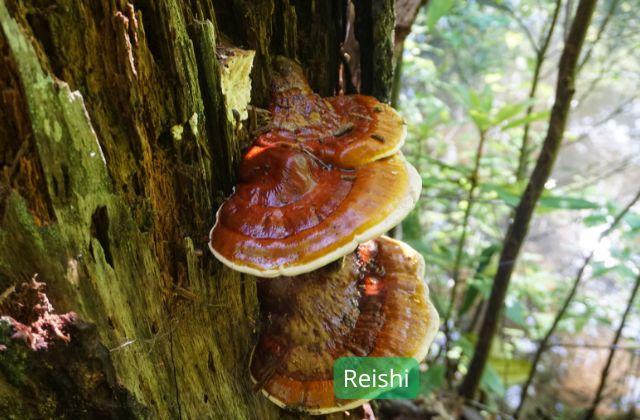 Reishi plantes adaptogènes