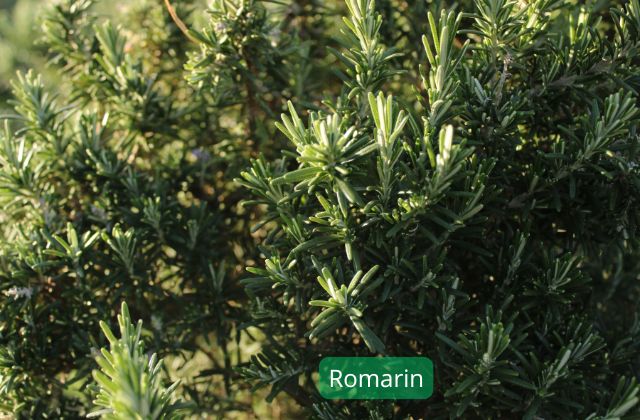 Romarin plantes adaptogènes