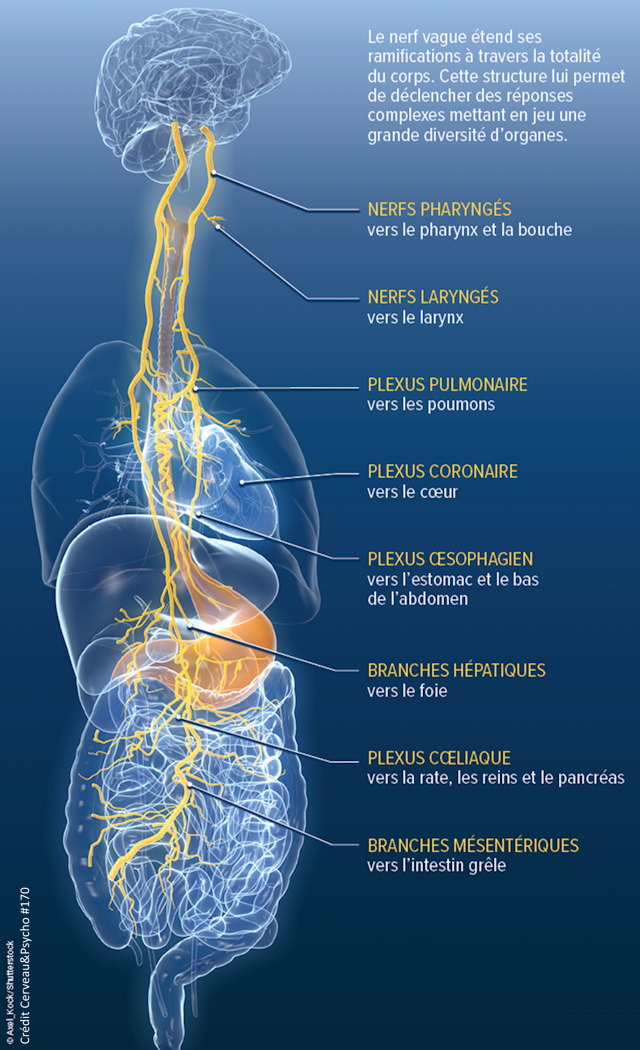 Le nerf vague physio