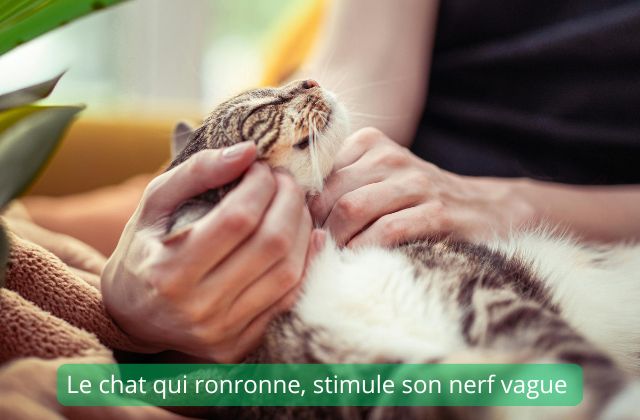 le nerf vague - ronron du chat