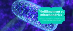 vieillissement et mitochondries