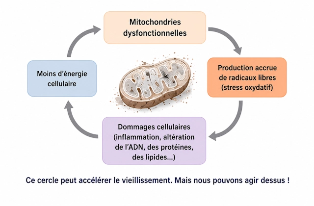 vieillissement mitochondries